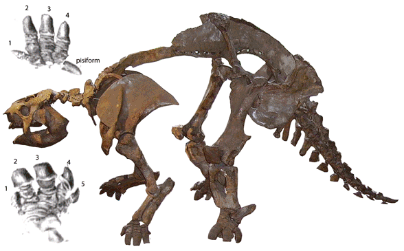 Glyptodon skeleton