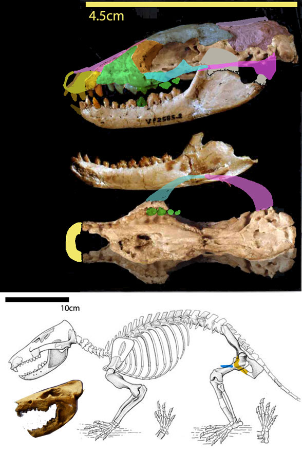 Gobiconodon