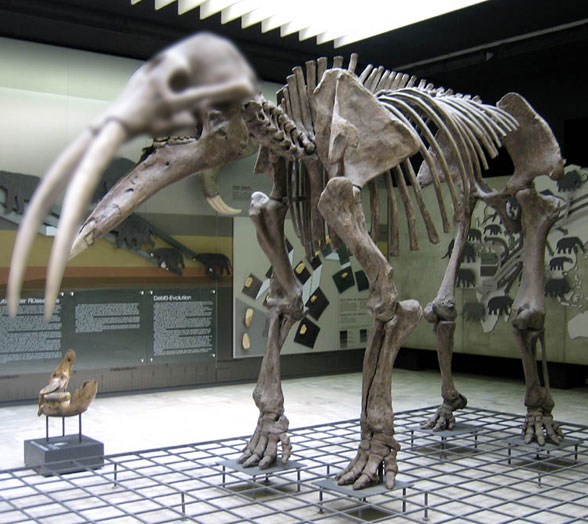 Gomphotherium angustidens