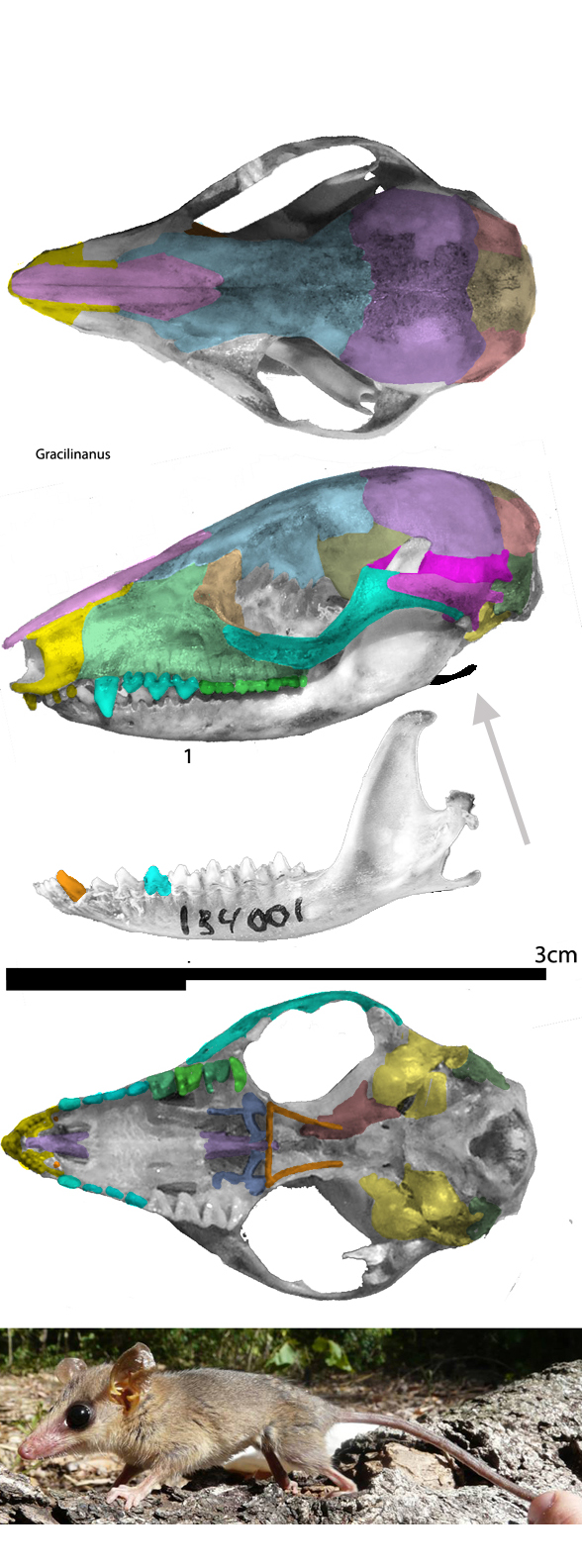 Gracilinanus skull and in vivo