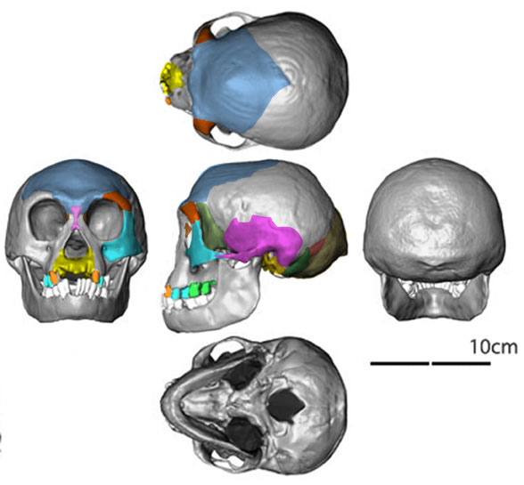 Homo floresiensis