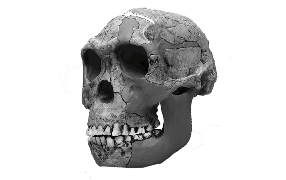 Homo habilis with soft parts