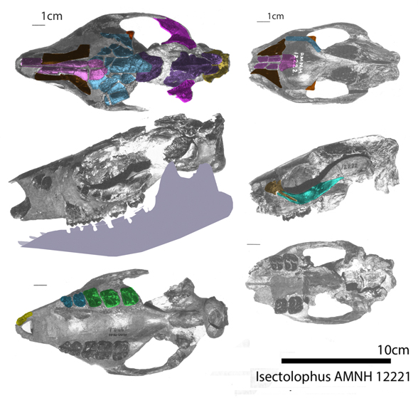 Isectolophus skull