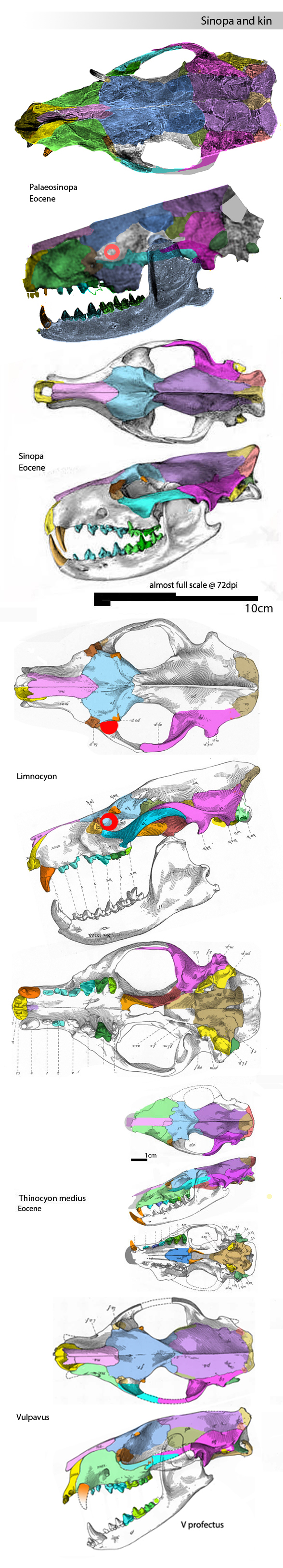 Limnocyon verus