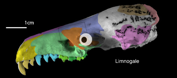 Micropotamogale and Limnogale