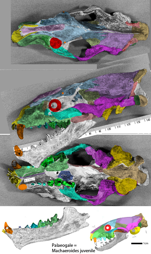 Machaeroides 3 views and Palaeogale