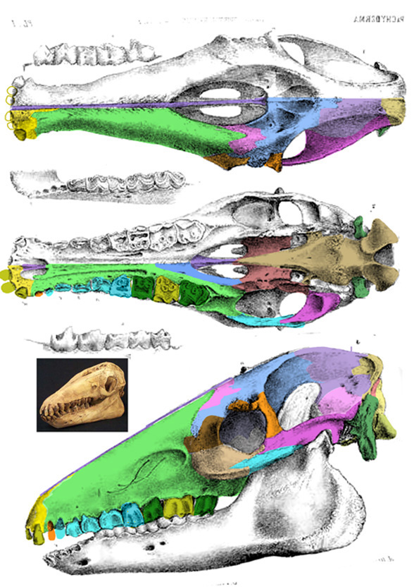 Macrauchenia