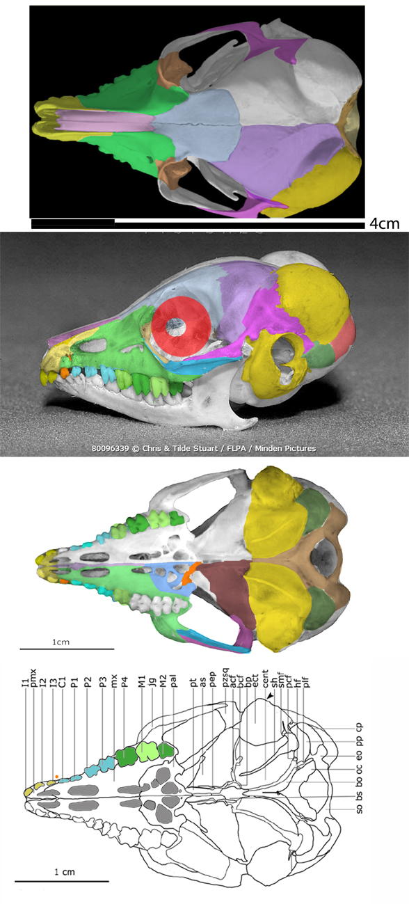 Macroscelides skull