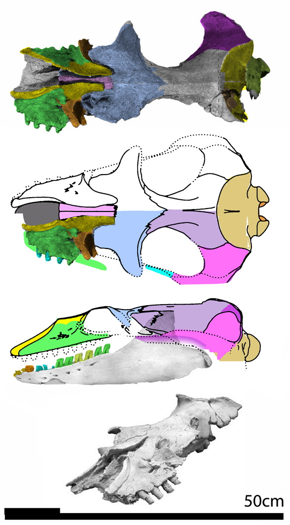 Mammalodon skull