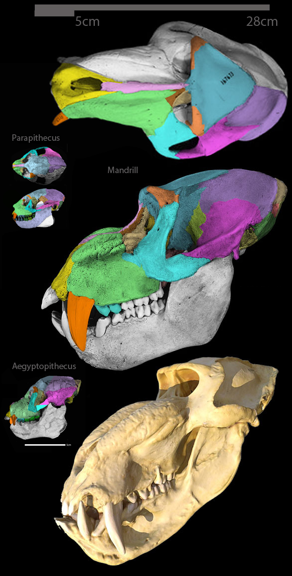 Mandrill skull