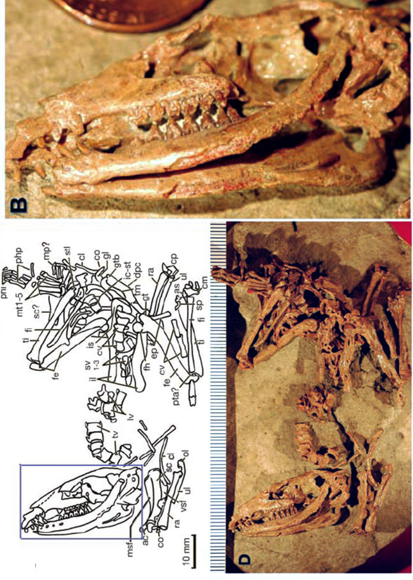 Maotherium asiaticus