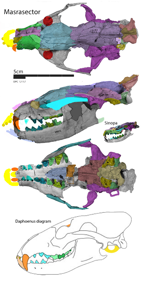 Masrasector nananubis