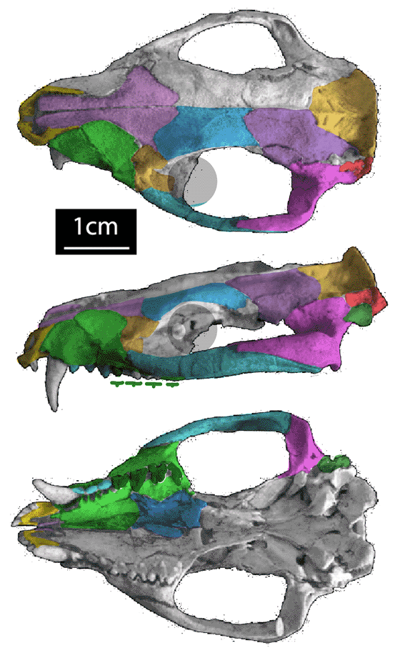 Mayulestes ferox skull