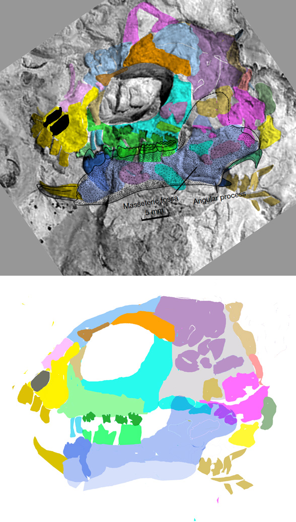 Megaconus skull in situ and reconstructed