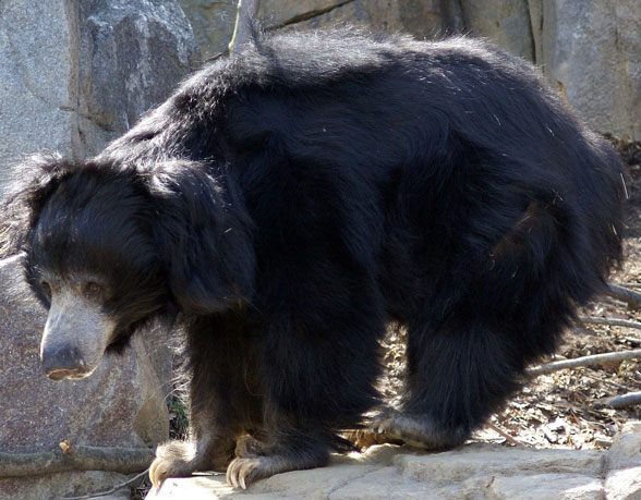 Melursus - sloth bear in vivo