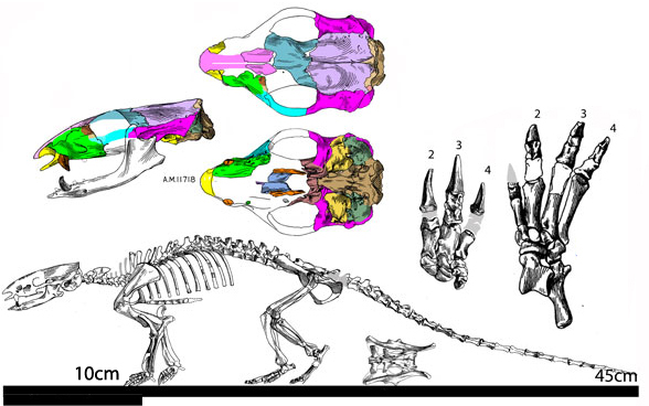 Metacheiromys