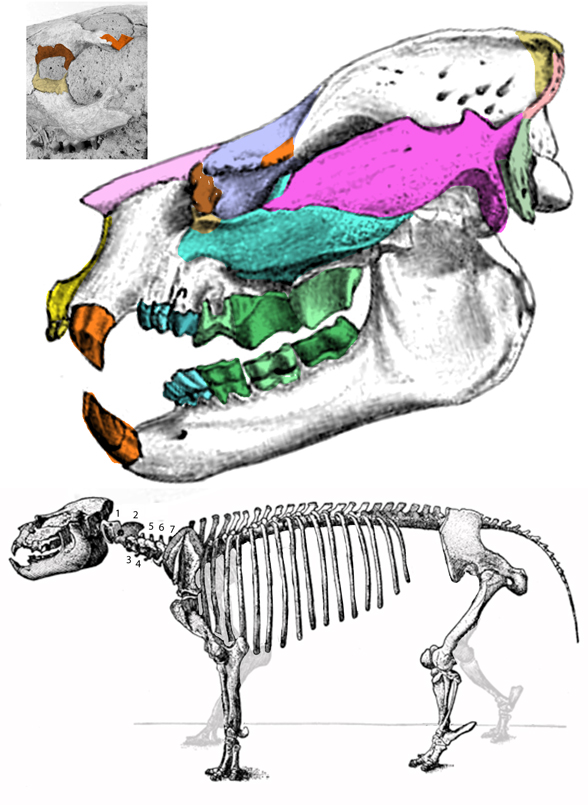 Metamynodon