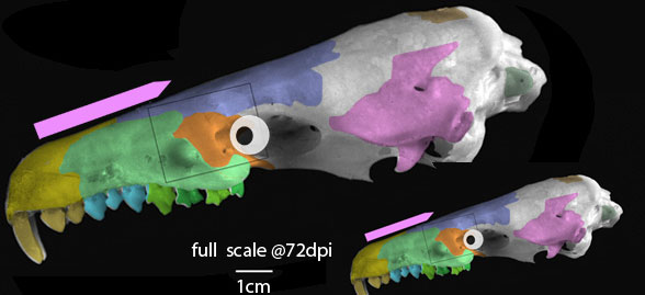 Micropotamogale skull