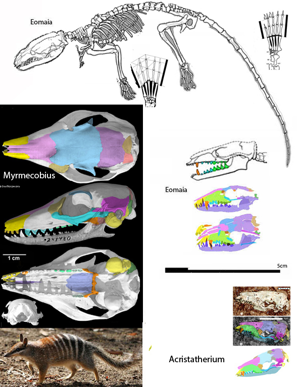 Myrmecobius compare to Acristatherium and Eomaia