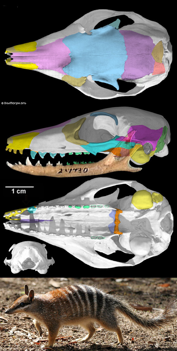 Myremecobius skull