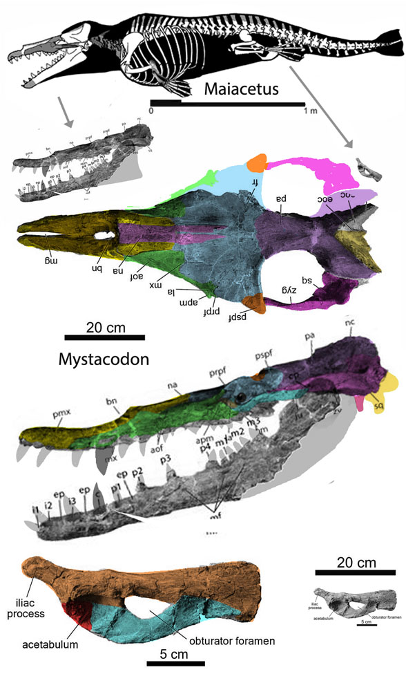 Mystacodon