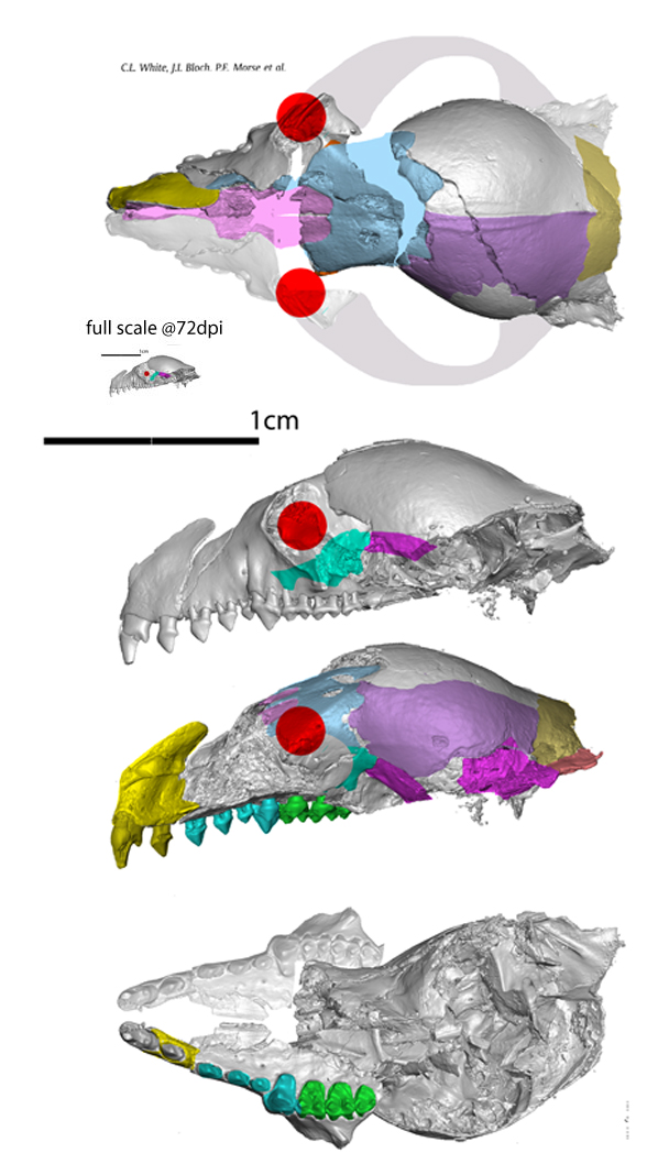 Niptomomys enlarged and full scale