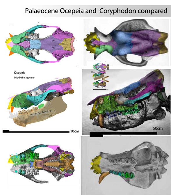 Ocepeia and Coryphodon