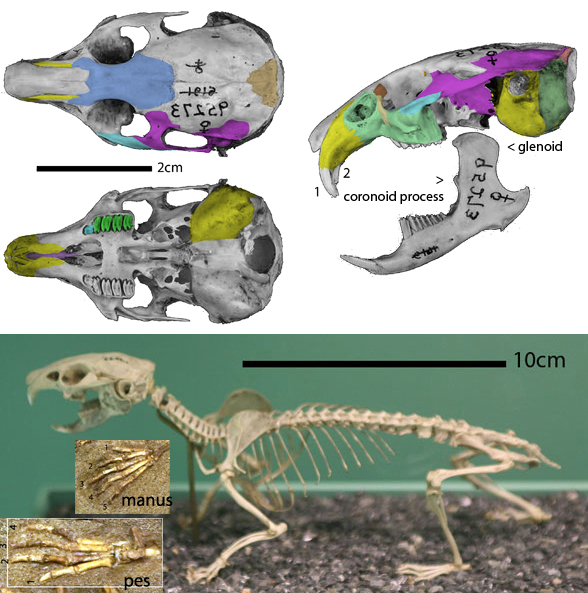 Ochotona skull 3 views