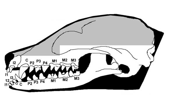 Onychonycteris skull