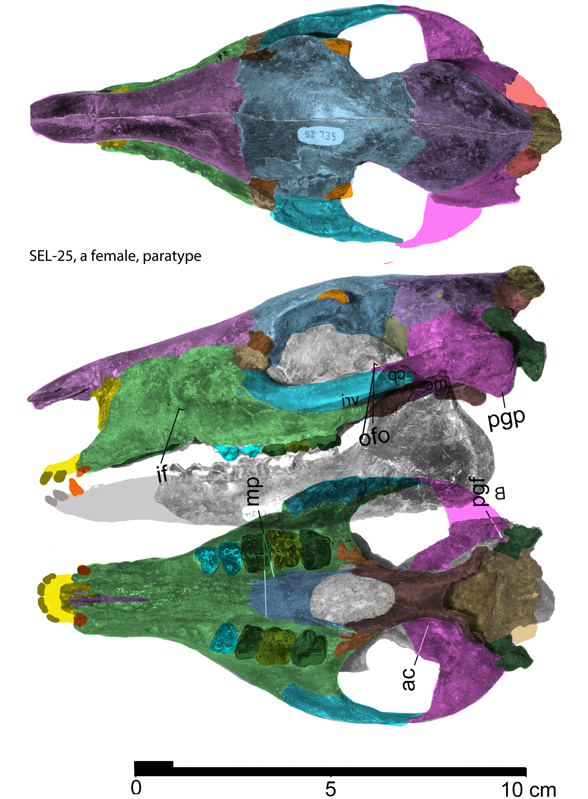 Pachynolophus