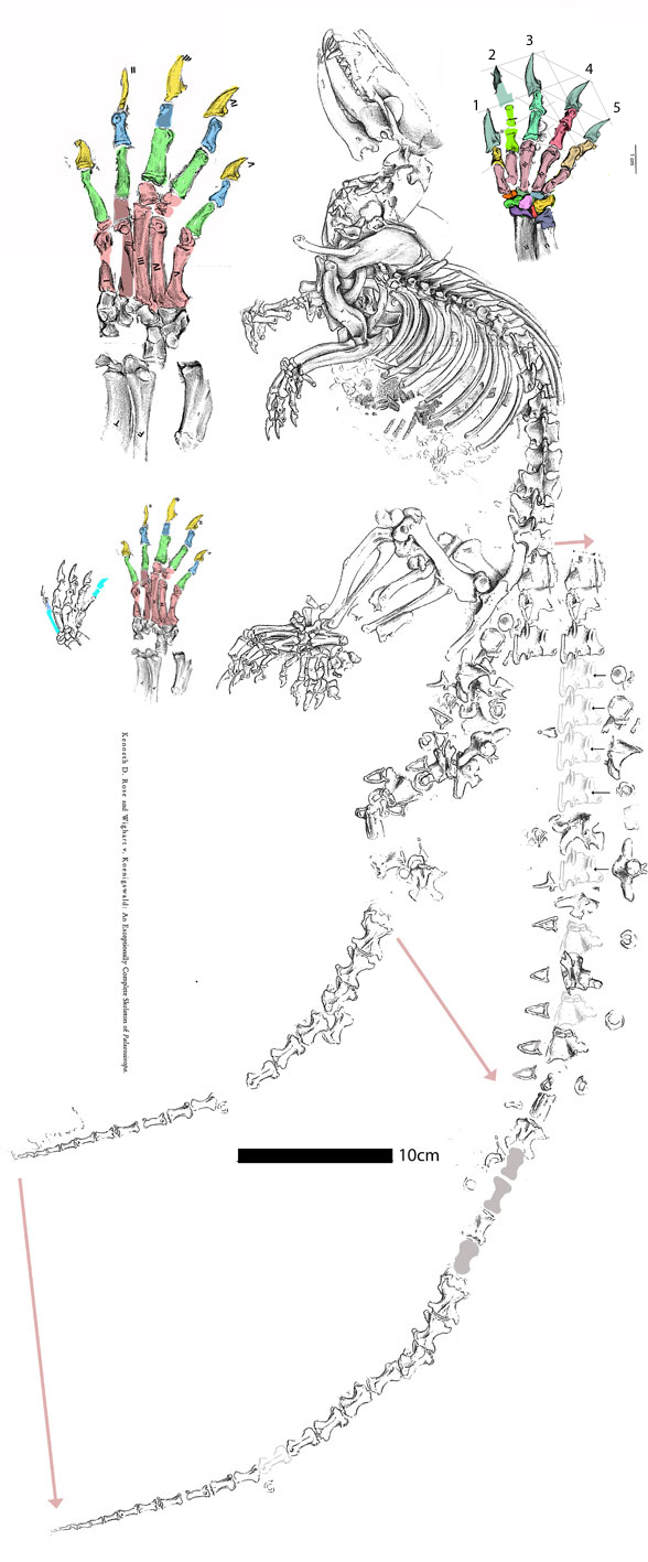 Palaeosinopa in situ