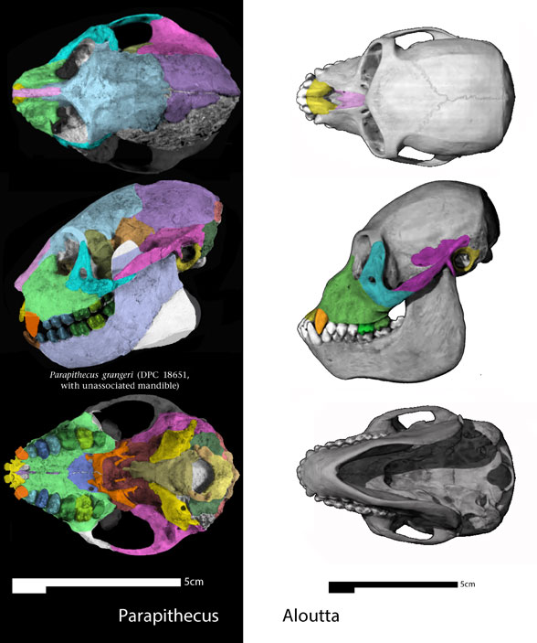 Parapithecus and Aloutta skulls