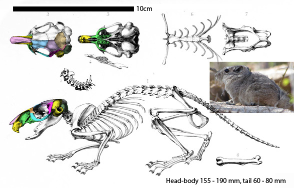 Pectinator skeleton