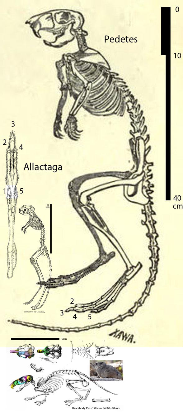 Pedetes and Allactaga skeletons