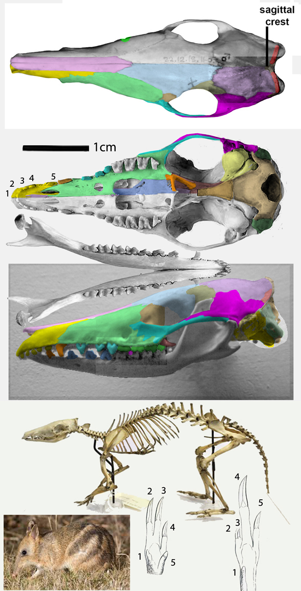 Parameles