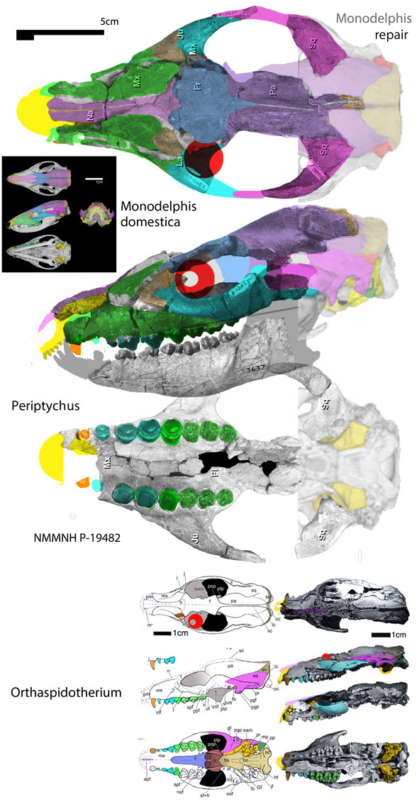 Periptychus skull in 3 views