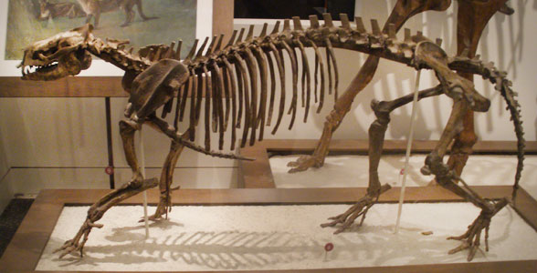 Phenacodus museum mount