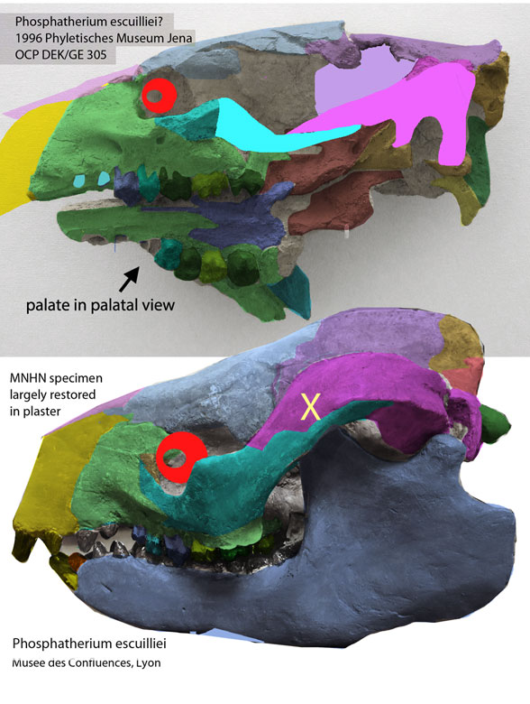 Phosphatherium and Ectocion ralstonensis