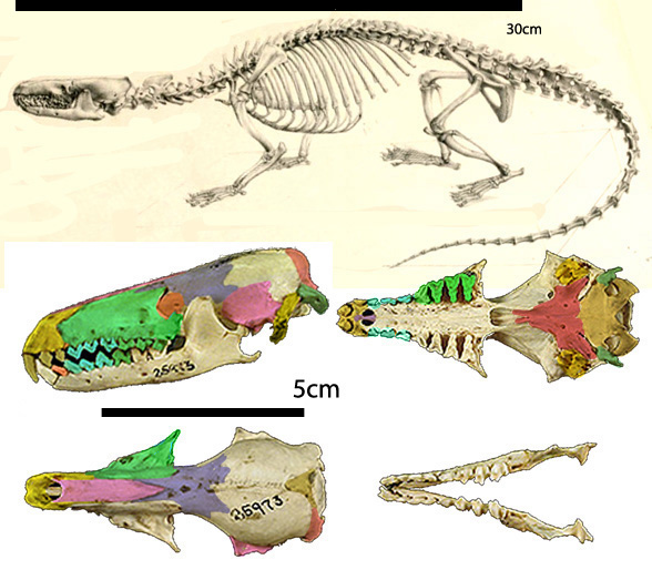 Potamogale