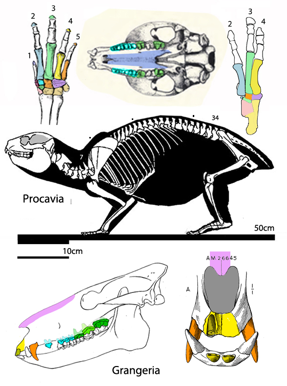 Procavia