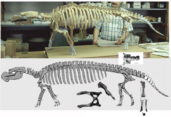 Prorastomus overall