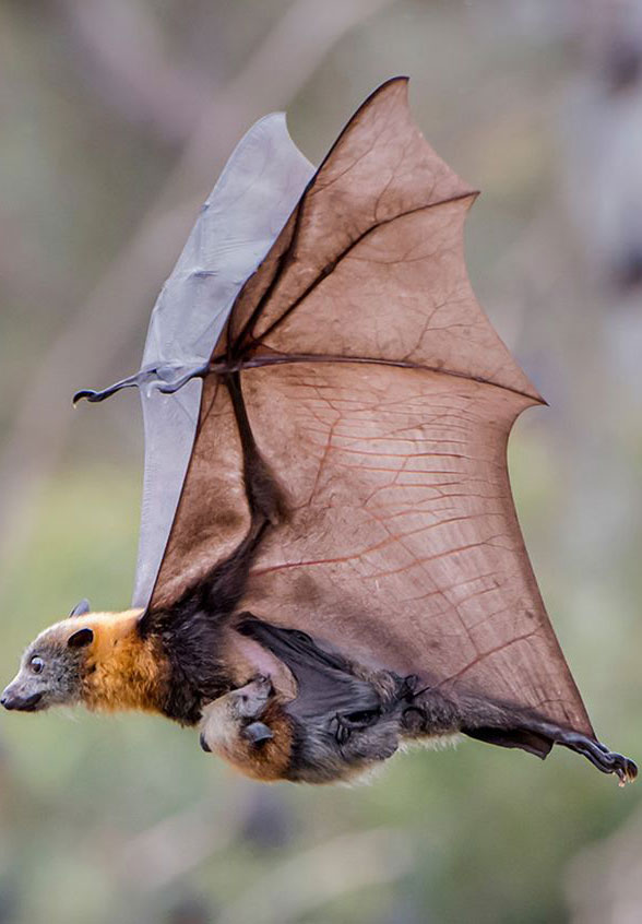 Pteropus and juvenile in flight