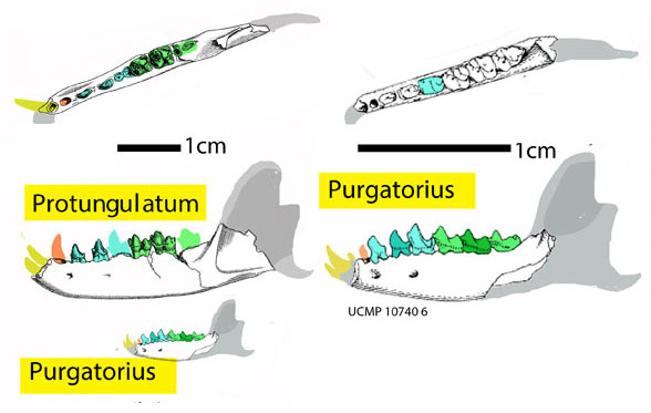 Progunulatum and Purgatorius