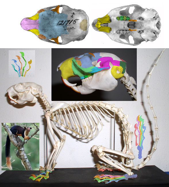 Ratufa skeleton and skull