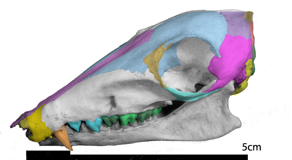 Rhynchocyon skull