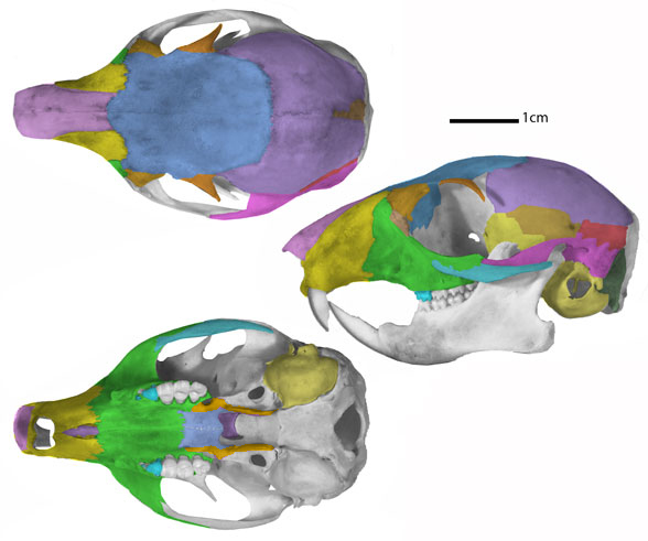 Sciurus skull