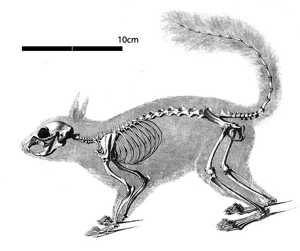 Sciurus vulgaris skeleton