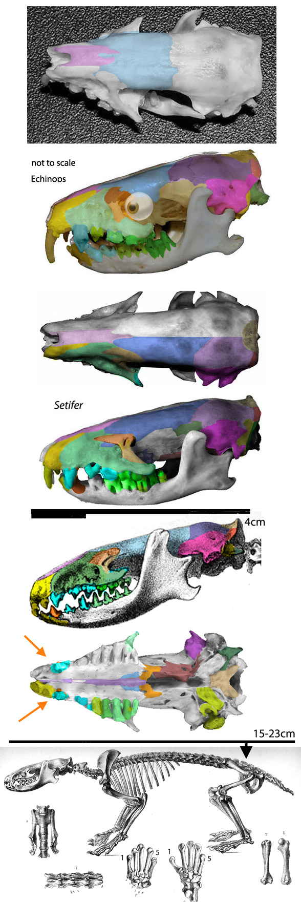 Setifer setosus skeleton