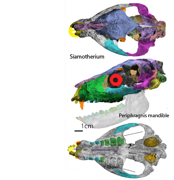 Siamotherium