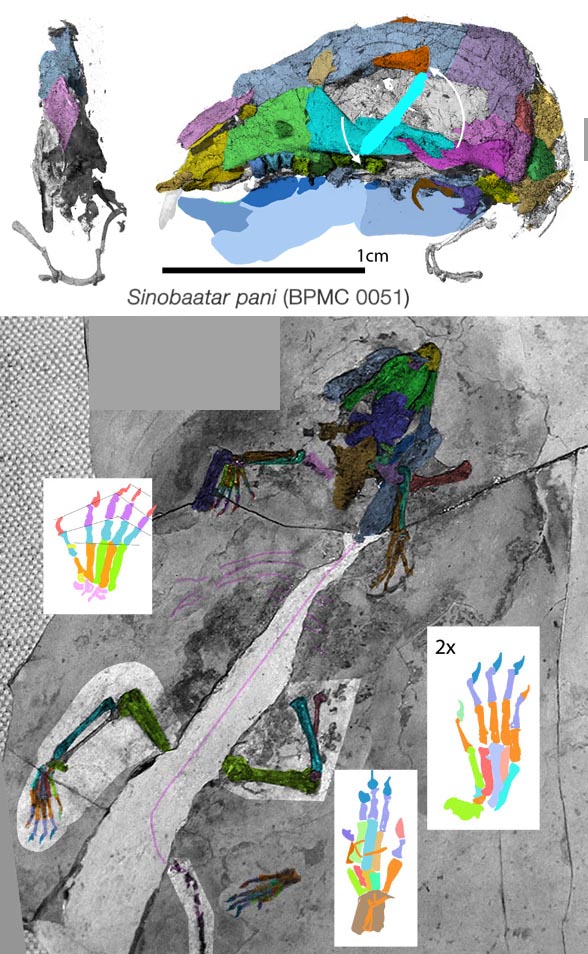 Sinobaatar in situ